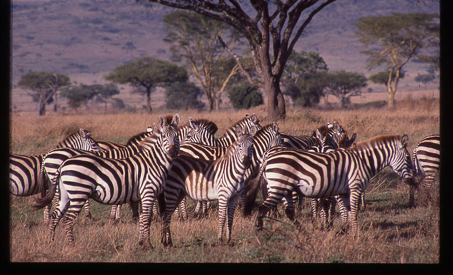 Zebra Herd Photograph by Russ Considine