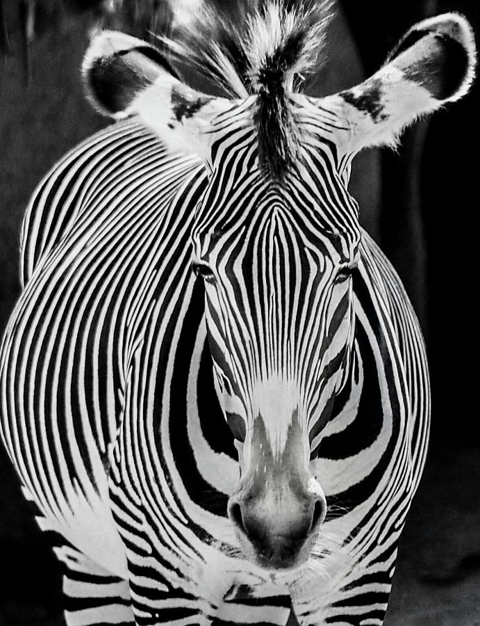 Zebra in Black and White 174 Photograph by James C Richardson