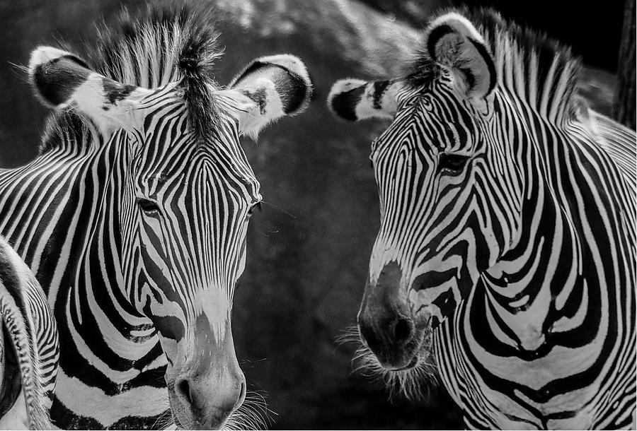 Zebra in Black and White 176 Photograph by James C Richardson