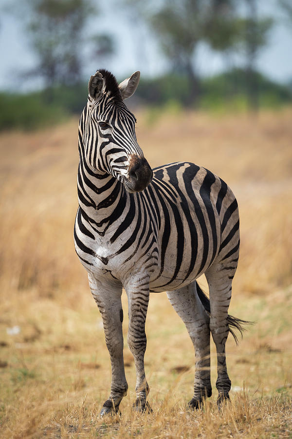 Zebra in Color Photograph by Bill Cubitt