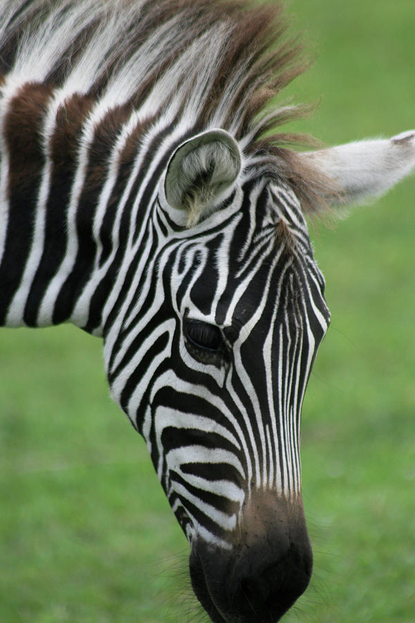 Zebra in profile Photograph by Laurie Lago Rispoli