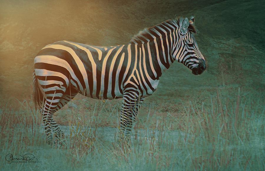 Zebra in Sunlight Photograph by Susan Molnar