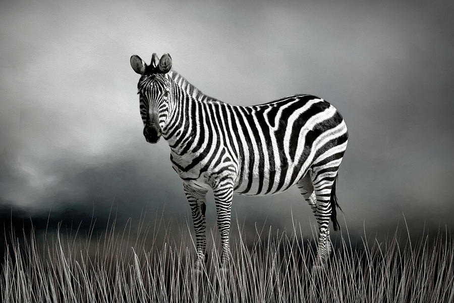 Zebra in the Field B  W Photograph by Donna Kennedy