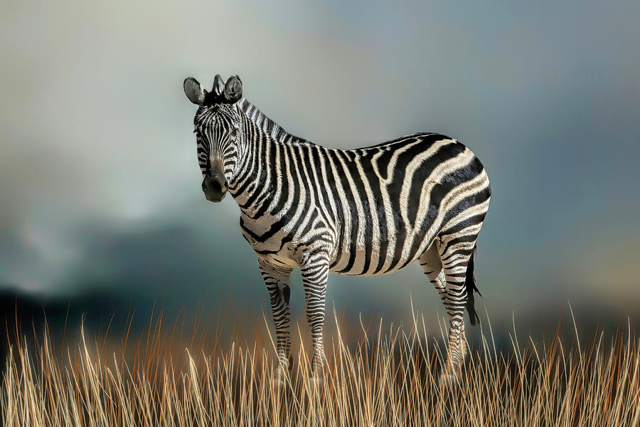 Zebra Photograph - Zebra in the Field by Donna Kennedy