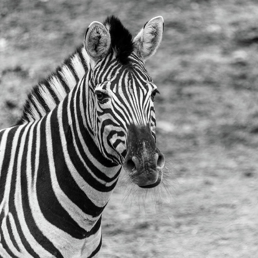 Zebra in the Philadelphia PA Zoo Photograph by Louis Dallara
