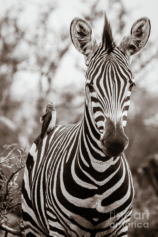 Zebra in the Rain Photograph by Barbara Higgins Creations - Fine Art ...