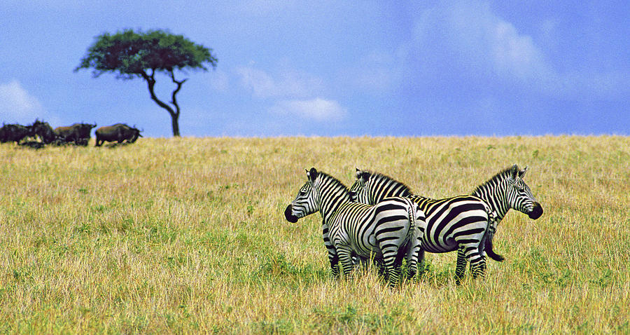 Zebra In The Serengeti Plains Photograph
