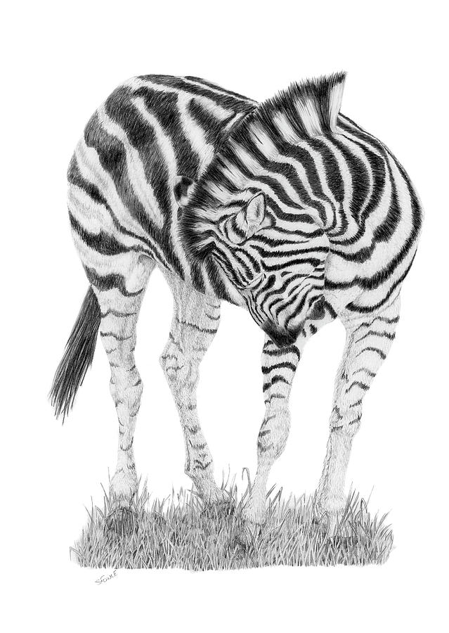 Zebra Itch Drawing by Stuart Fowle - Fine Art America