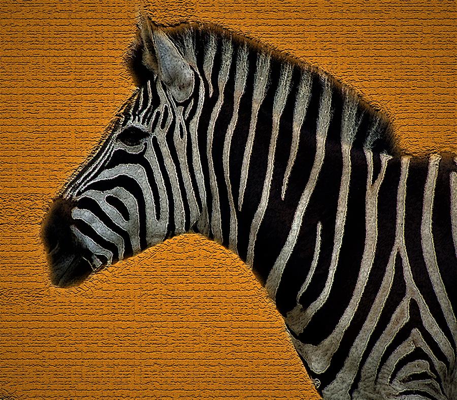 Nature Mixed Media - Zebra by Julie Grace