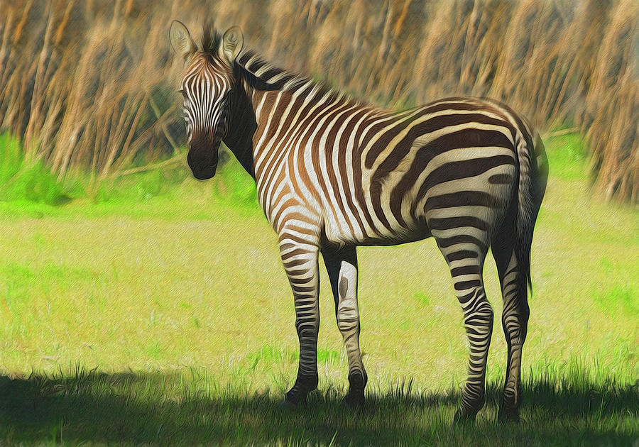 Zebra Photograph by Kathy Baccari