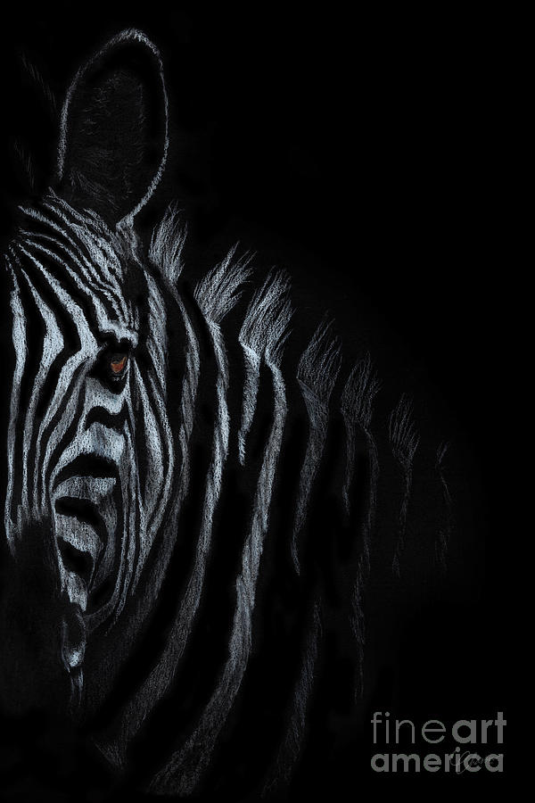 Zebra Drawing by Kimberly Chason