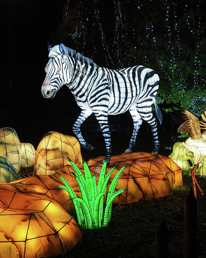 Zebra Lights Photograph by Scott Olsen