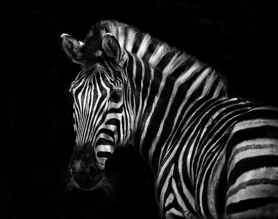 Zebra lines in black and white - Wildlife photo Photograph by Stephan Grixti