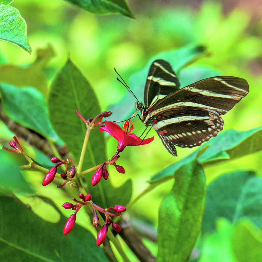 Butterfly Photograph - Zebra Longwing Butterfly  2967 by Matthew Lerman