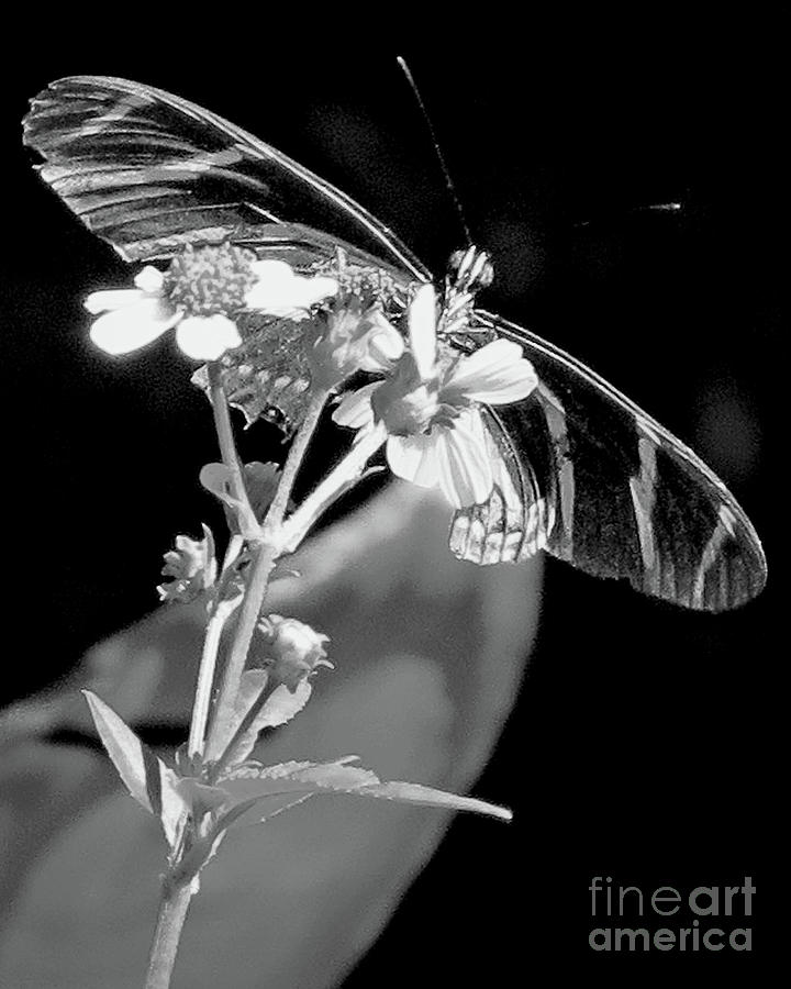 Zebra Longwing BUtterfly - BW Photograph by Chris Andruskiewicz