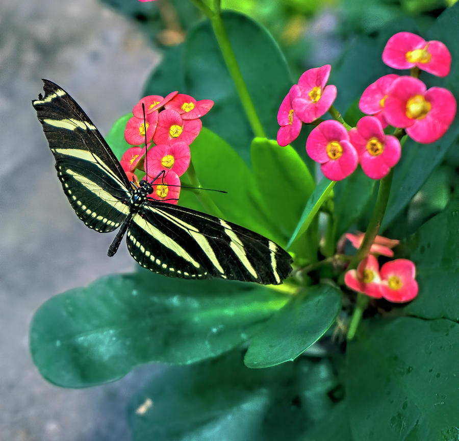 Zebra Longwing Butterfly Photograph by Cathy Anderson