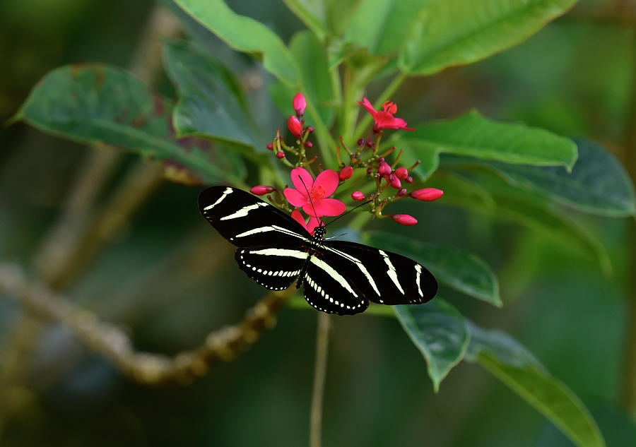 Zebra Longwing Butterfly Photograph by Cindy McIntyre