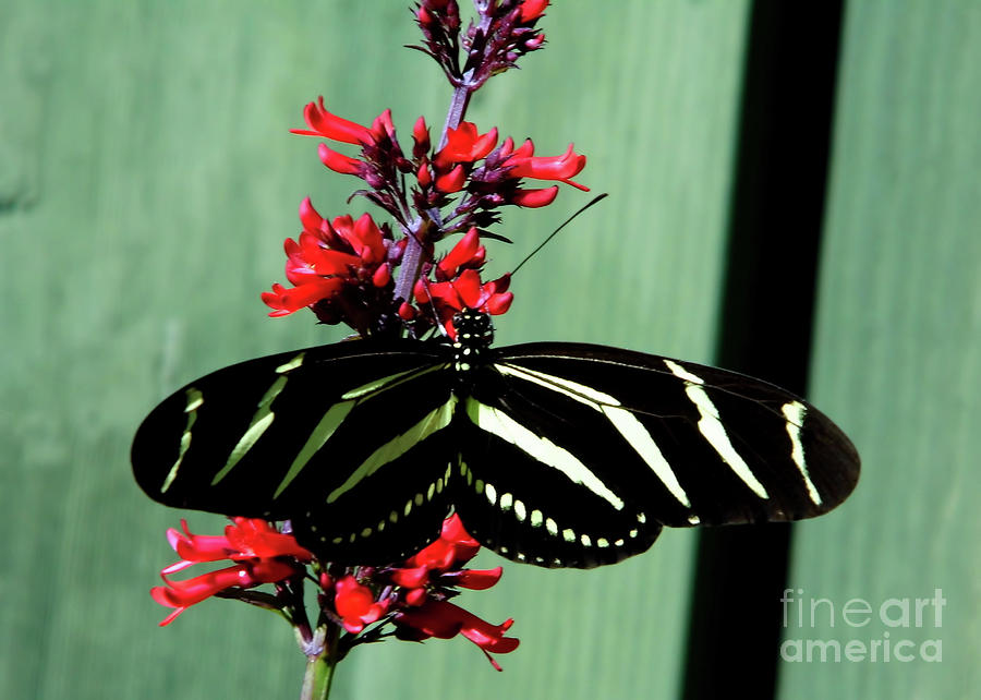 Zebra Longwing Butterfly Photograph by D Hackett