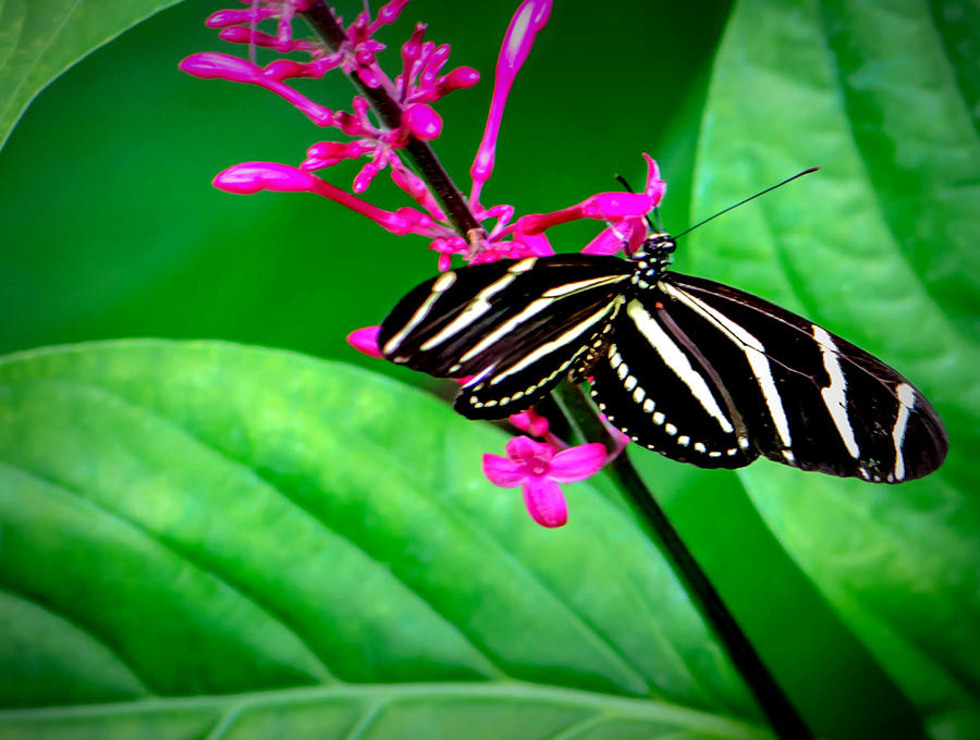 Zebra Longwing Butterfly Photograph by Debra Kewley