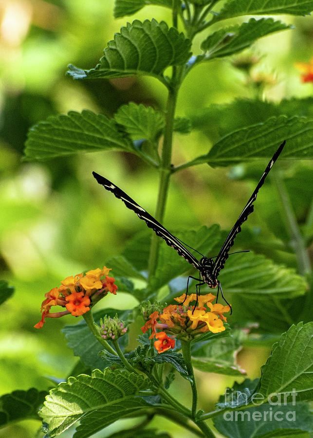 Zebra Longwing Butterfly Photograph by Edward Sobuta