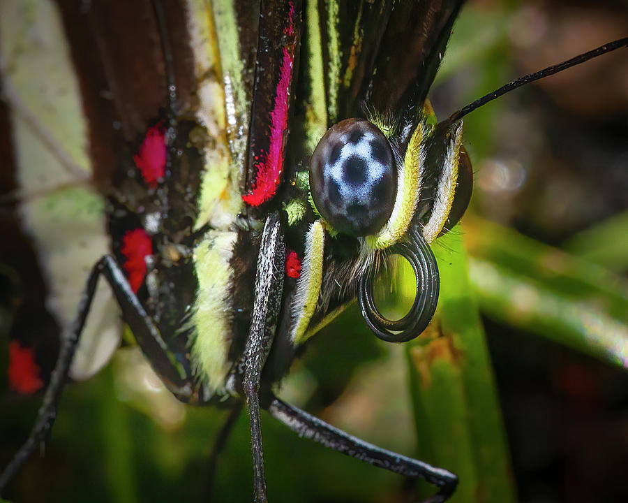 Zebra Longwing Butterfly Extreme Closeup Photograph by Mark Andrew Thomas