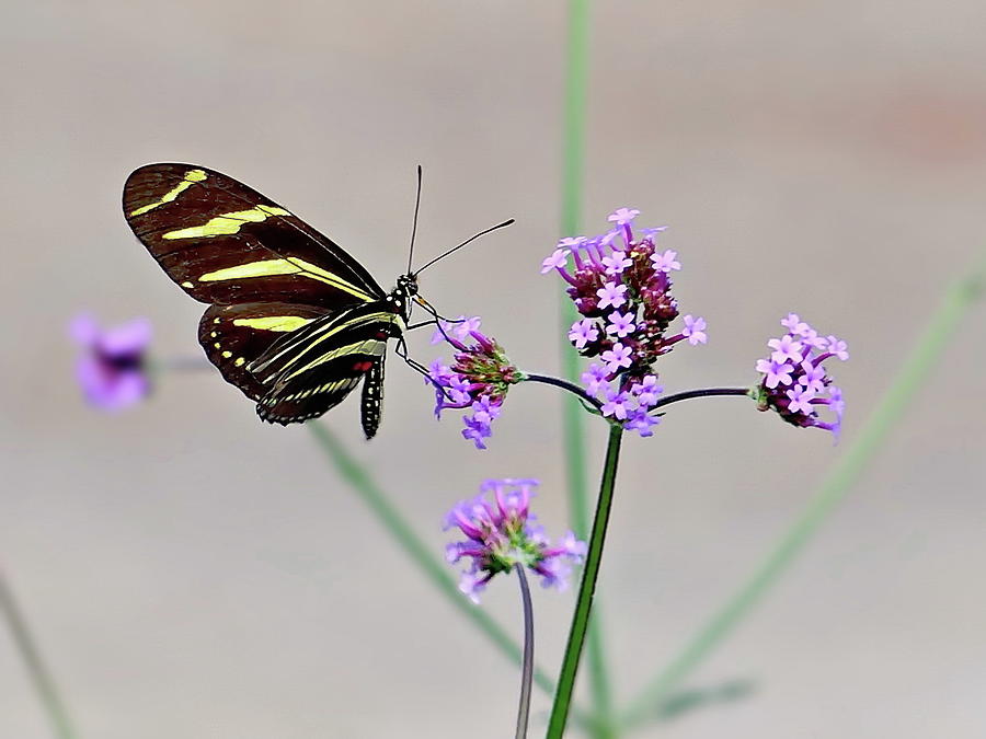 Zebra Longwing Butterfly Photograph by Lyuba Filatova