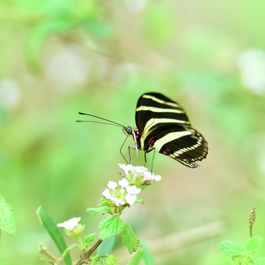Zebra Longwing Butterfly Profile Photograph by Debra Martz