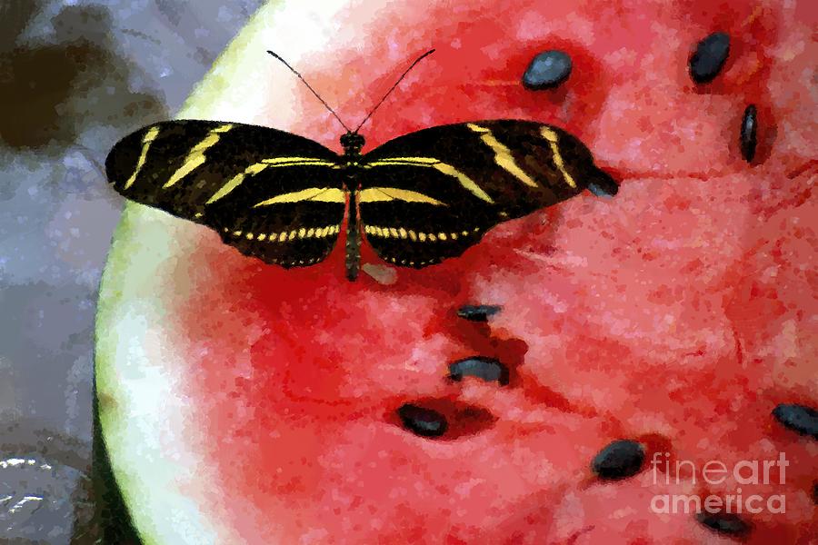 Zebra Longwing butterfly rests on a slice of watermelon Photograph by William Kuta