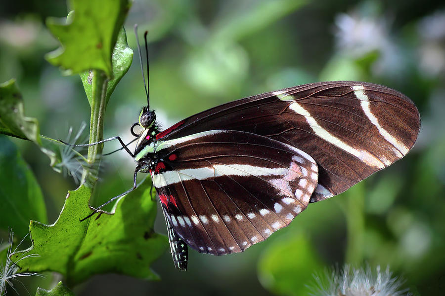 Zebra Longwing Butterfly Photograph by Rudy Umans