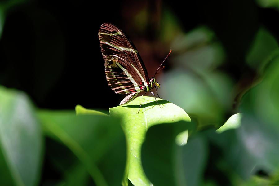 Zebra Longwing Butterfly With Nectar Photograph