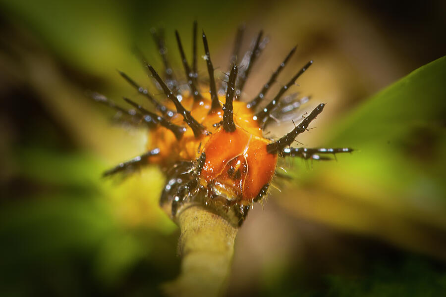 Gulf Fritillary Caterpillar Photograph by Mark Andrew Thomas Gulf Fritillary Caterpillar Photograph by Mark Andrew Thomas