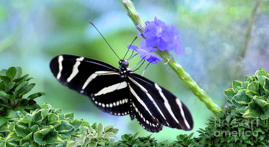 Zebra Longwing  Florida state Butterfly Photograph by Elaine Manley