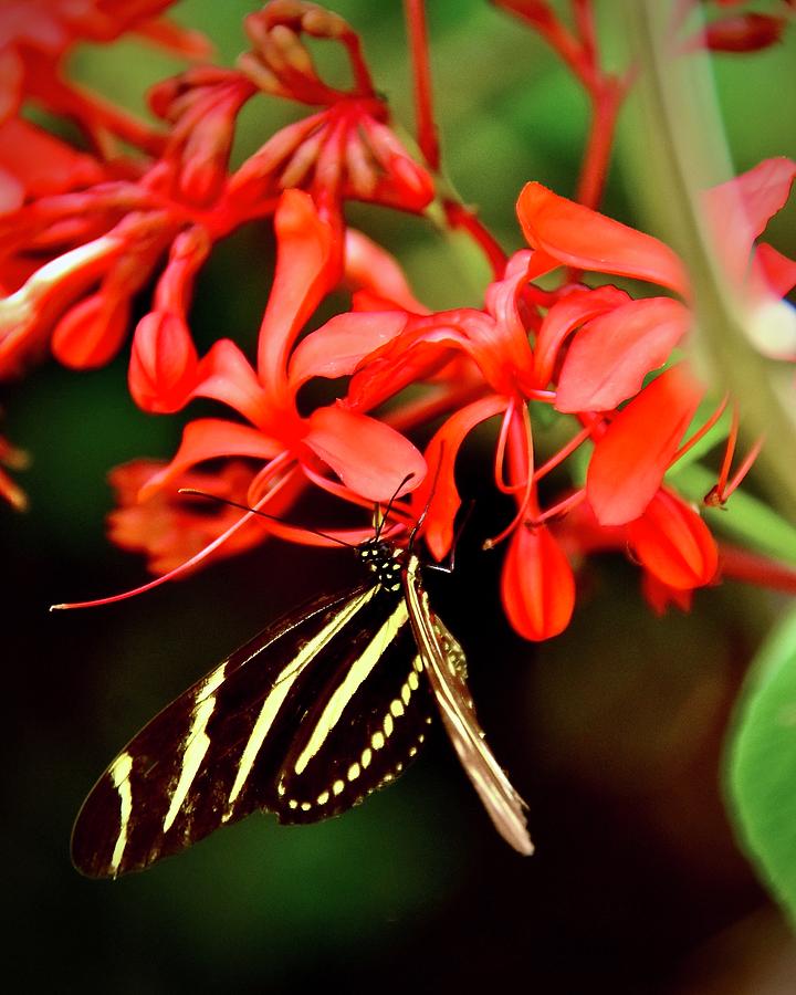 Butterfly Photograph - Zebra Longwing Nectaring On Red Pagoda Flower by Carol Bradley