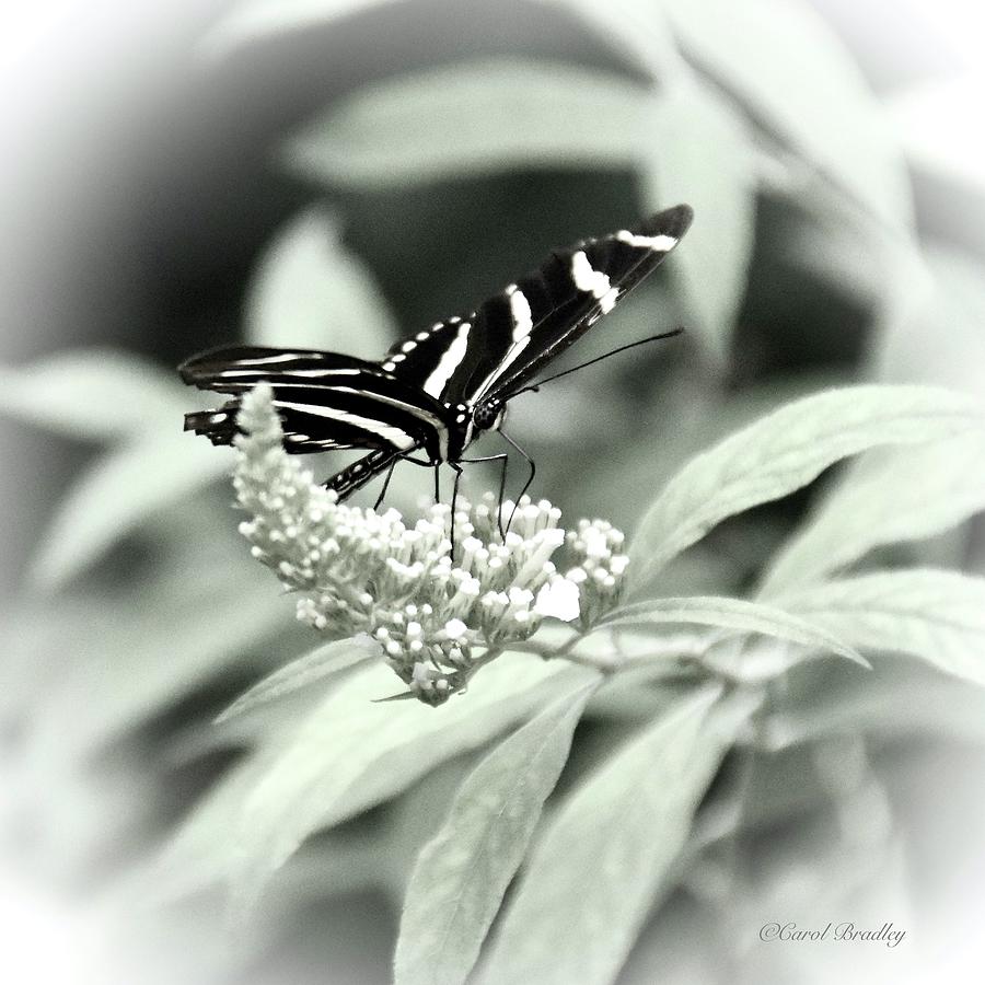 Zebra Longwing on Butterfly Bush Photograph by Carol Bradley