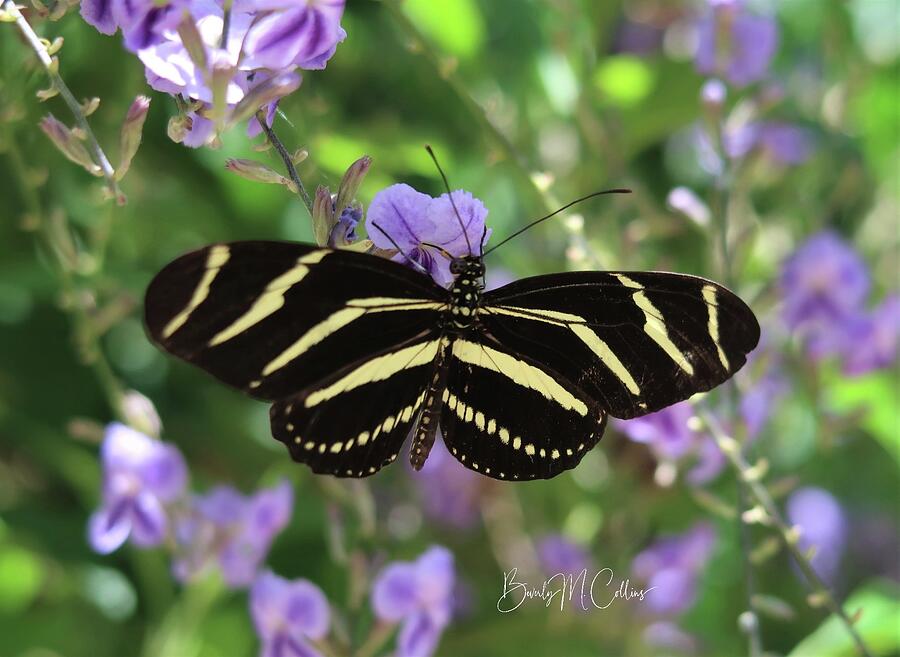 Zebra Longwing Prayer Photograph by Beverly M Collins