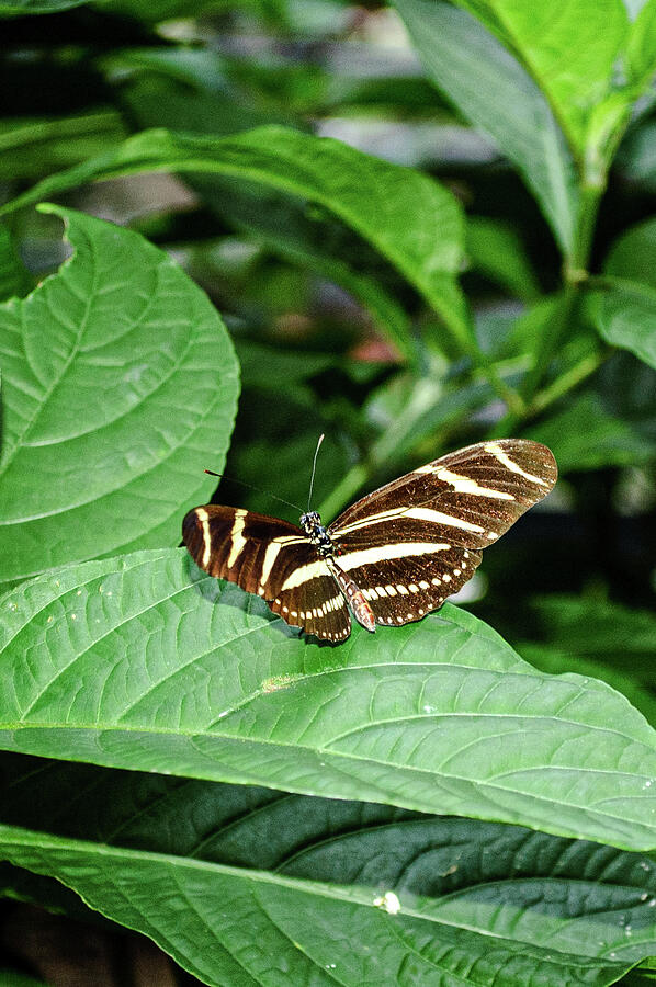 Zebra Longwing Photograph by Thierry Lach Zebra Longwing Photograph by Thierry Lach