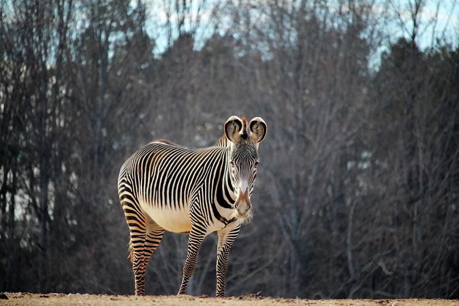 Zebra Looking At You Photograph by Cynthia Guinn