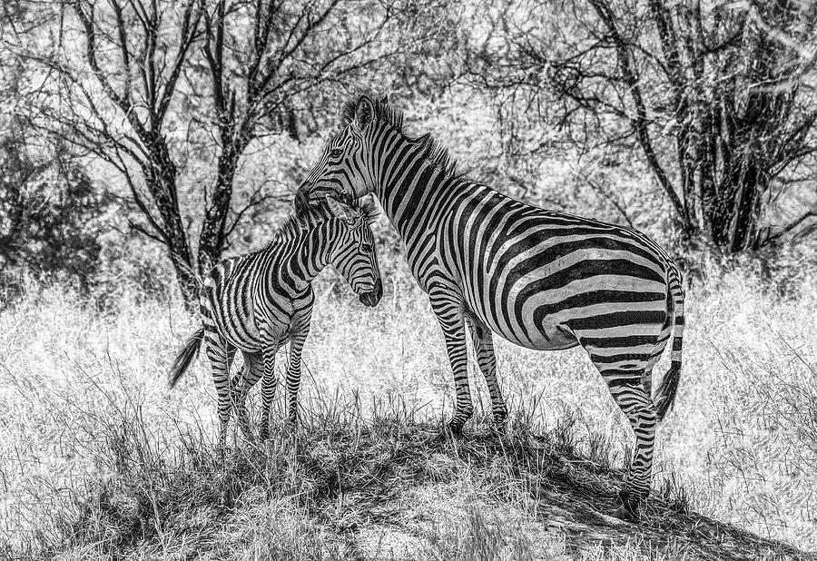 Zebra Love, Black and White Photograph by Marcy Wielfaert