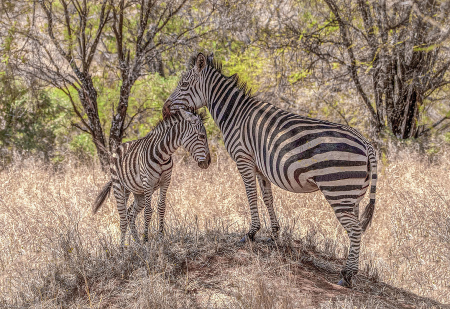 Zebra Love in the Serengeti Photograph by Marcy Wielfaert
