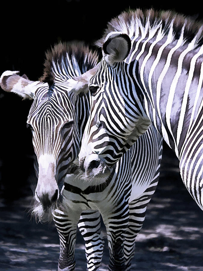Zebra Love Photograph by Rochelle Berman