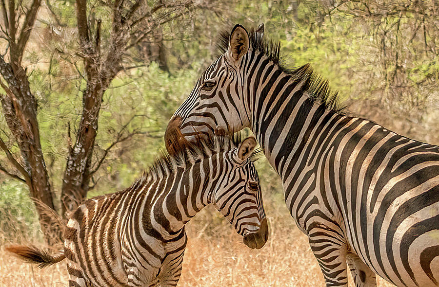 Zebra Love, Tarangire National Park Photograph by Marcy Wielfaert