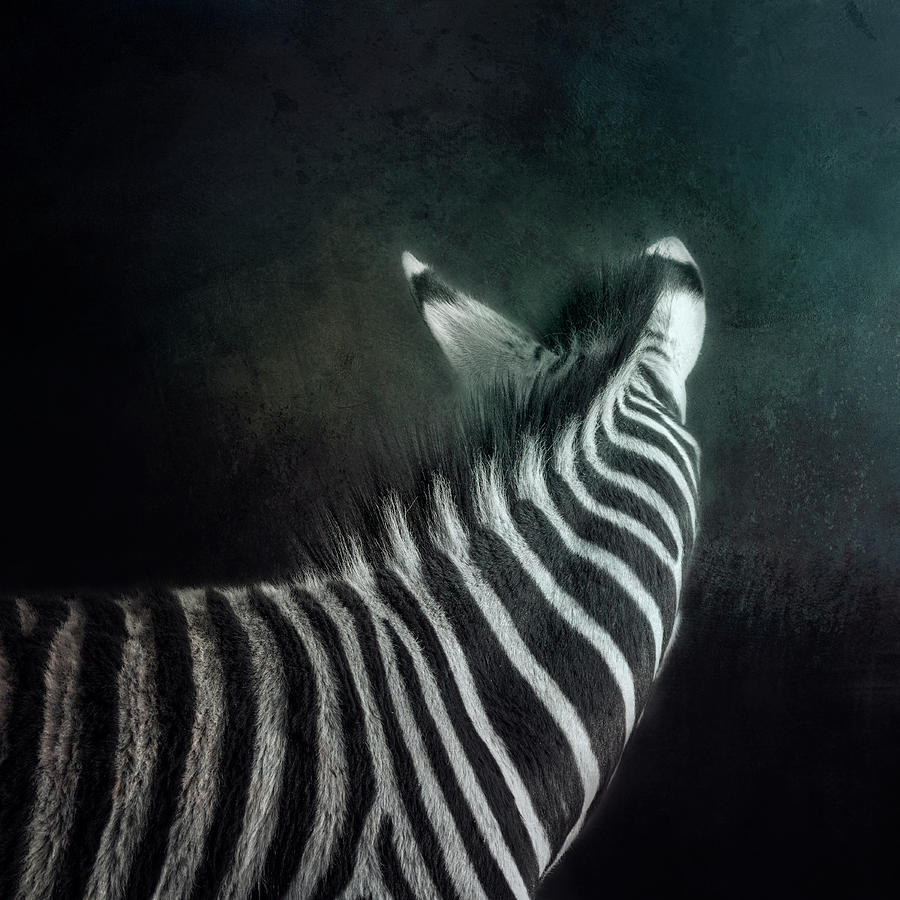 Black And White Photograph - Zebra. by Lyn Darlington