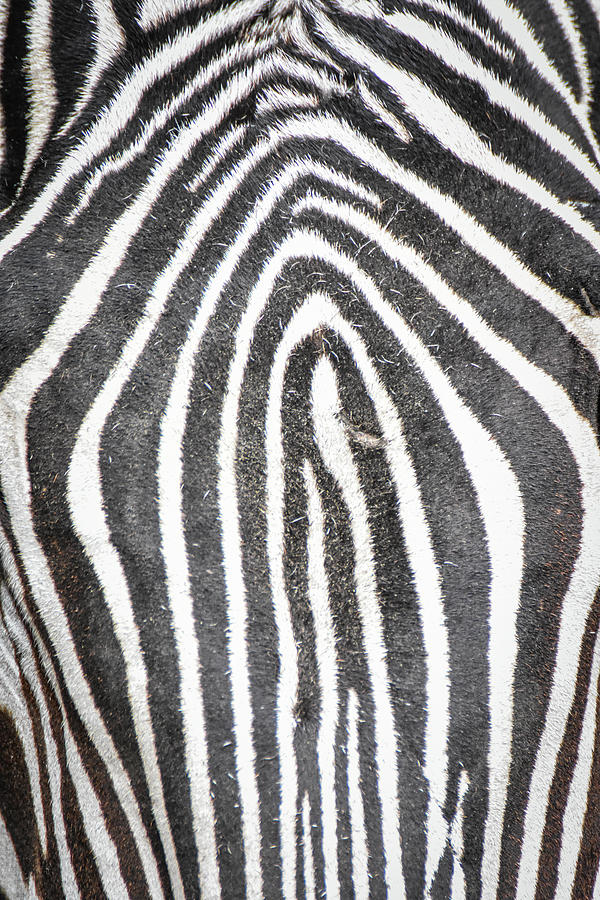 Zebra Maze Photograph by Ed Stokes - Fine Art America