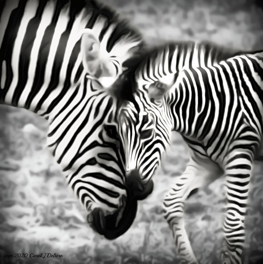 Zebra Mom And Baby Photograph