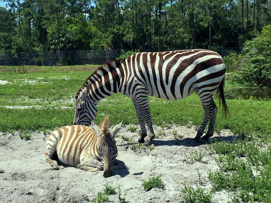 Wildlife Photograph - Zebra Mom and Baby by Karen Zuk Rosenblatt