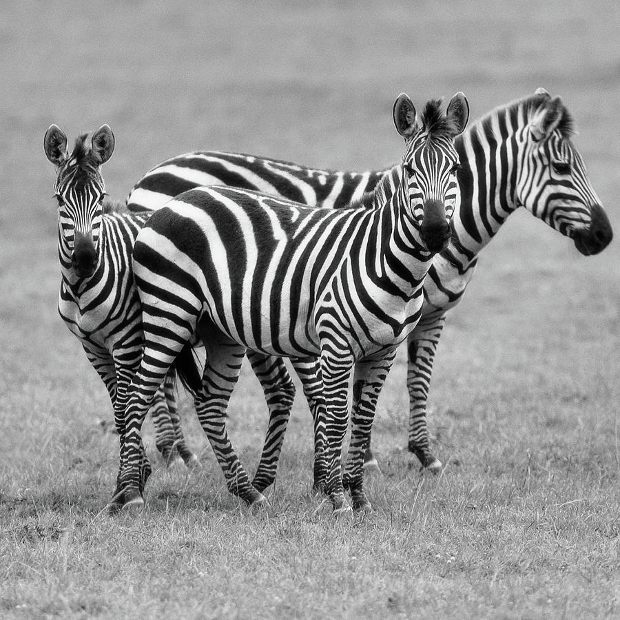 Zebra monochrome Photograph by Murray Rudd