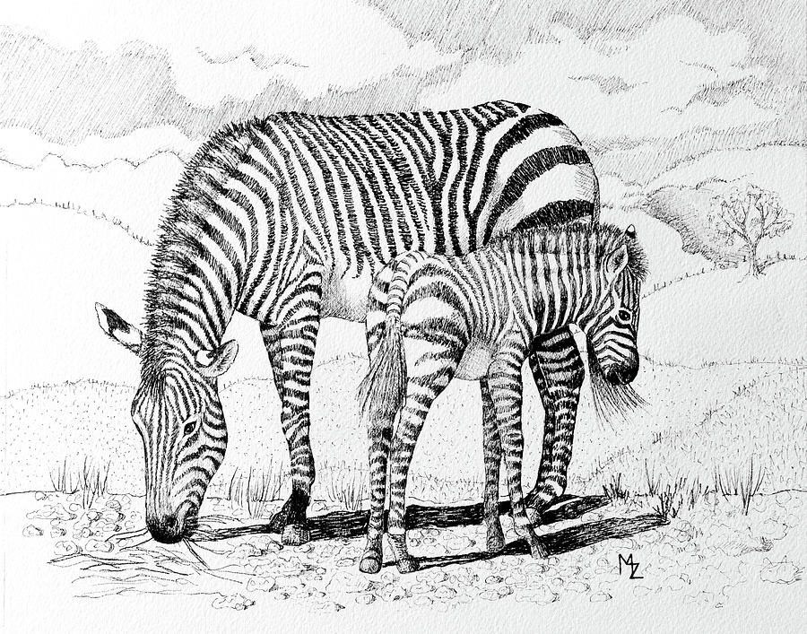 Zebra Mother and Child Drawing by Margaret Zabor