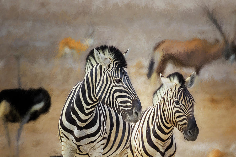 Zebra Mother and Foal at Etosha Photograph by Belinda Greb