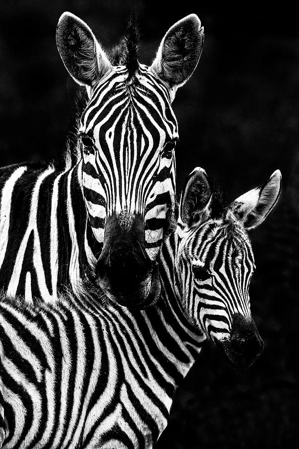 Zebra Mother and Foal Portrait - High Contrast Photograph by Eric Albright