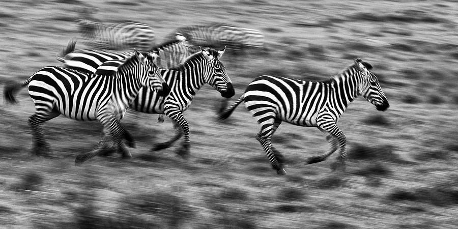 Zebra motion 2 monochrome Photograph by Murray Rudd